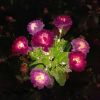 LED Solar Rose Orchid Flower Light Outdoor Garden Waterproof Simulation Lawn Lamp Wedding Party Christmas Decor Landscape Light